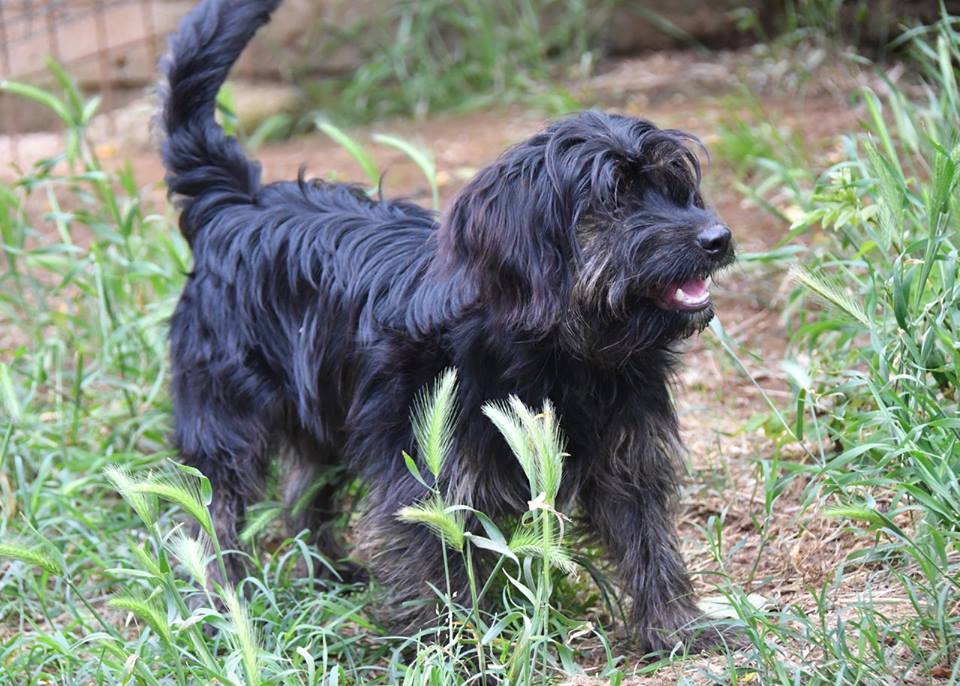 RECUPERO DIURNO e NOTTURNO degli animali d’affezione a Parma