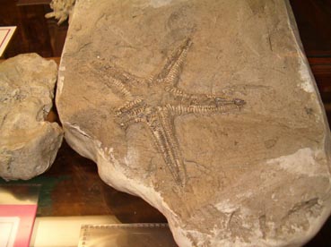 Fidenza - Il Museo dei fossili
