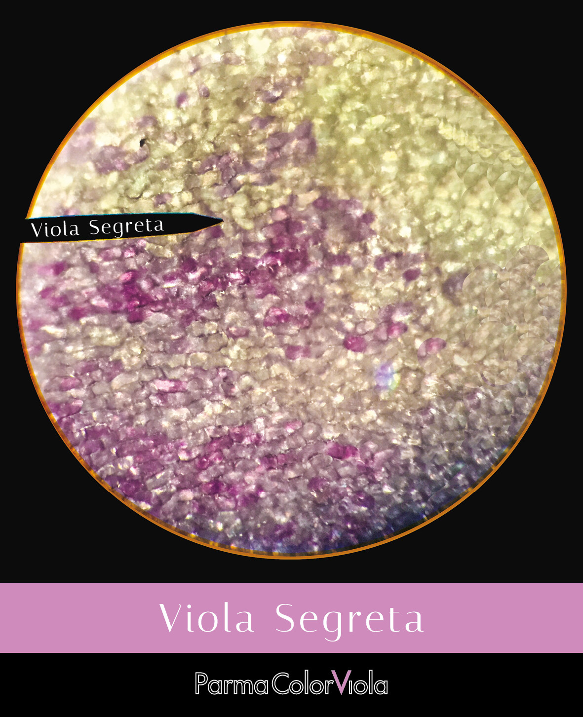 “Viola Segreta”: un viaggio al microscopio per scoprire gli aspetti più nascosti di questo fiore