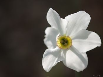 Tra narcisi e tulipani, i fiori rari della Riserva Monte Prinzera