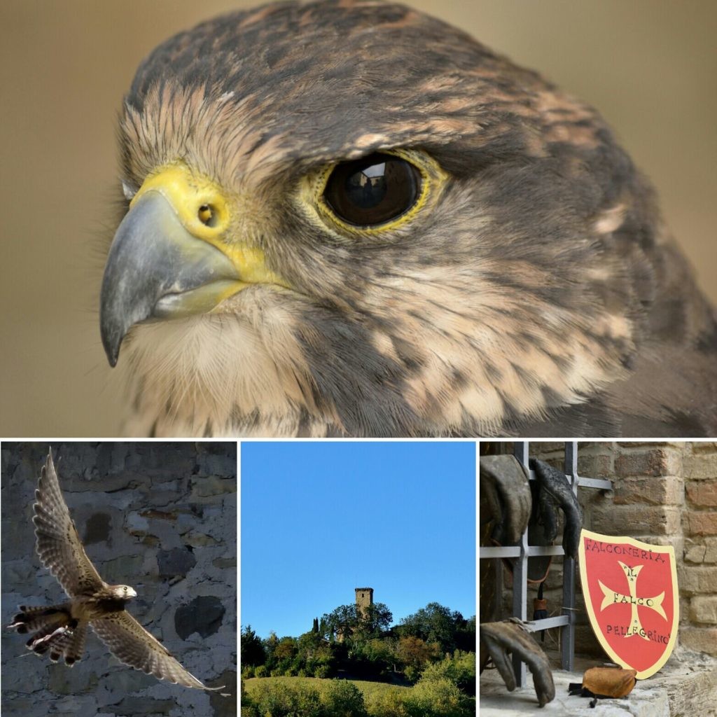 Vola il Medioevo, dimostrazioni di volo libero di falconeria al castello di Contignaco -appuntamento serale