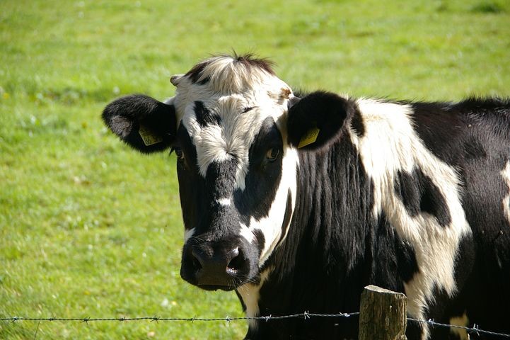 "Benessere delle mucche e non solo: tra economia ed etica".