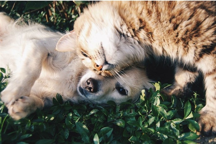 Cane e gatto: due stili a confronto incontro alla Fattoria di Vigheffio