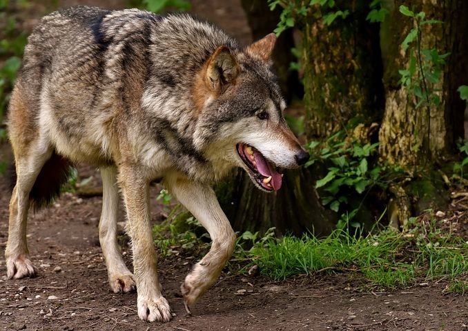 Il monitoraggio del lupo nel Parco del Taro Sabato 20 ottobre si replica il corso gratuito per volontari