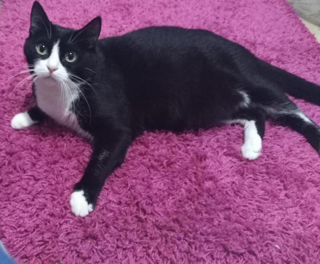 Anita gatta bianca  e nera scomparsa da via Canova a Parma
