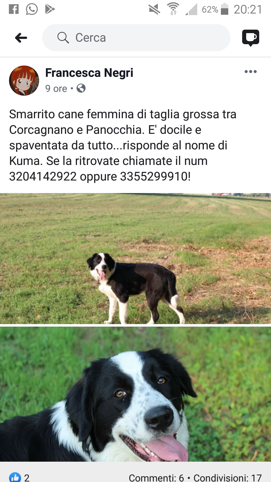 Smarrito cane femmina bianco e nero, zona Corcagnano
