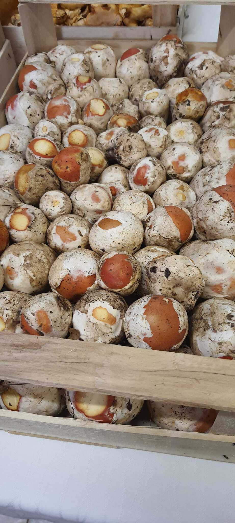Ovuli, porcini di Borgotaro e finferli  all' Osteria la Maestà