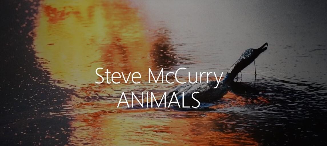 Steve McCurry ANIMALS| in mostra a Bologna
