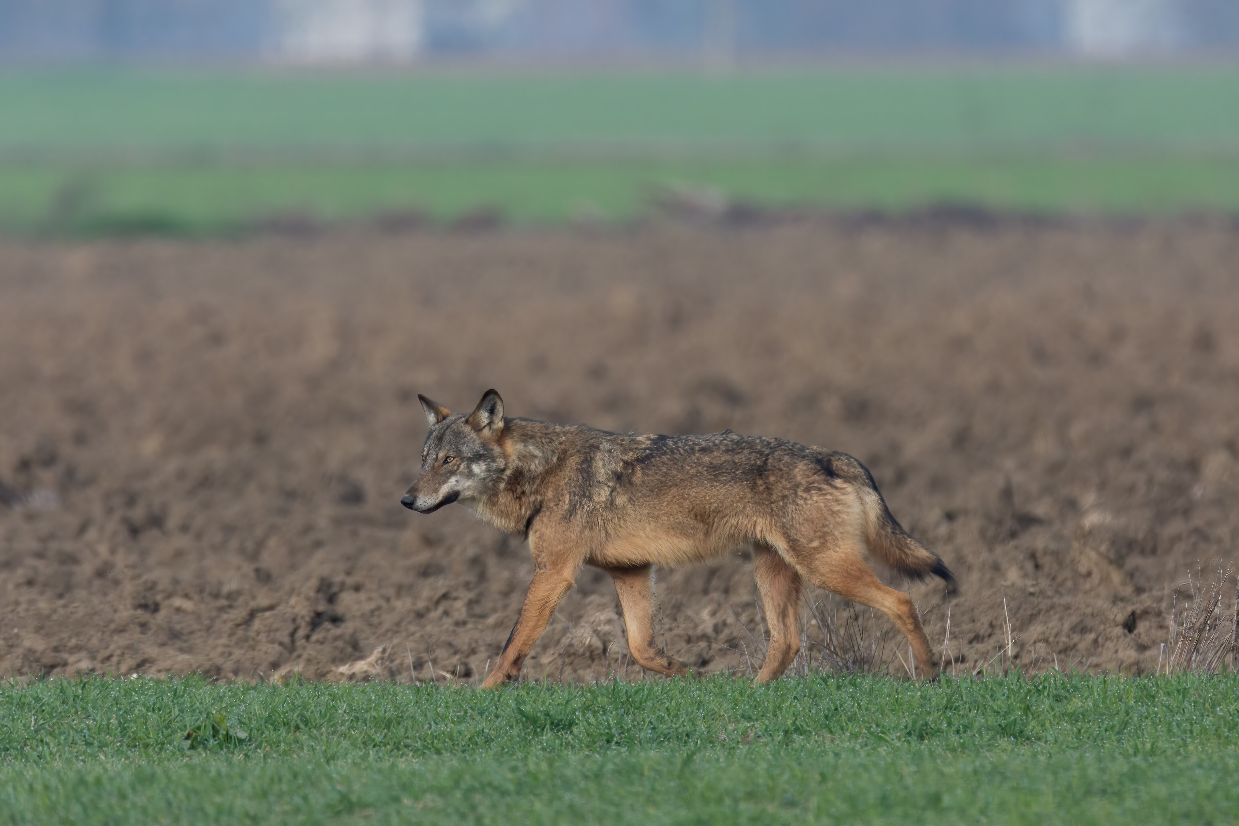 Presenza del lupo in Provincia di Parma e attacchi ai cani da caccia: un allarme sociale inutile e infondato.