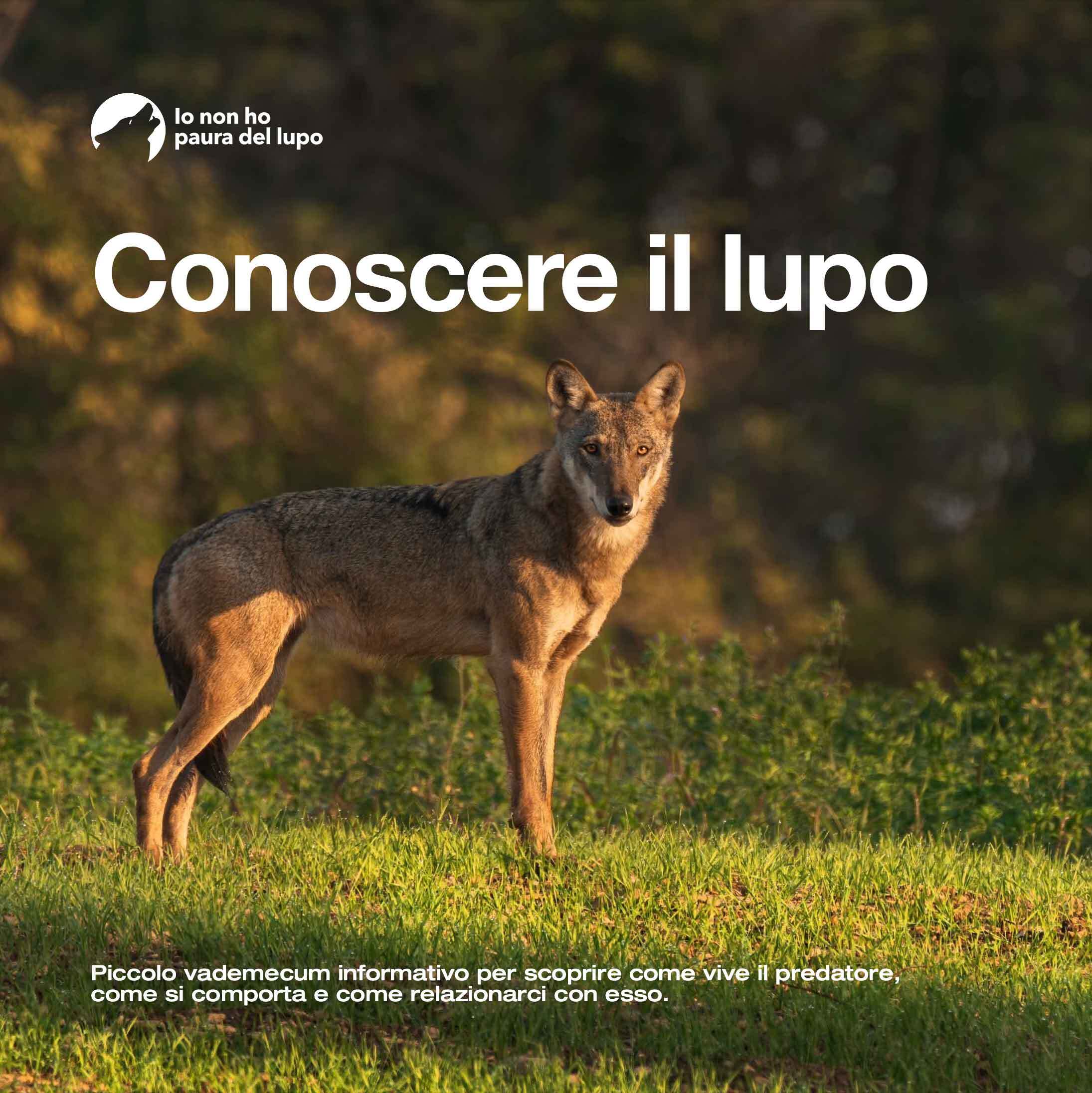 «Conoscere il lupo» piccolo vademecum informativo per scoprire come vive il predatore, come si comporta e come relazionarci con esso