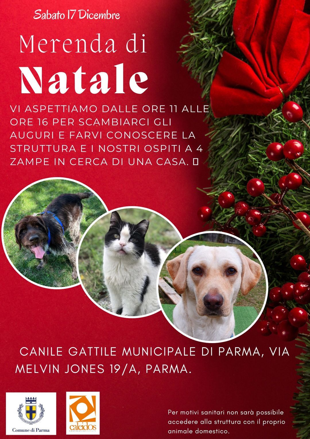 merenda di Natale al Canile Municipale di Parma Lilli e il Vagabondo